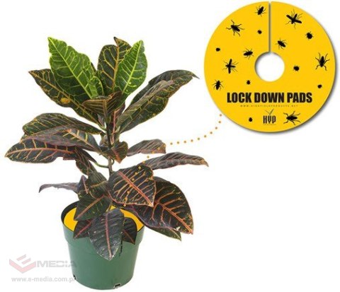PUŁAPKA OWADOBÓJCZA LOCK DOWN PADS 15*15CM 8SZ