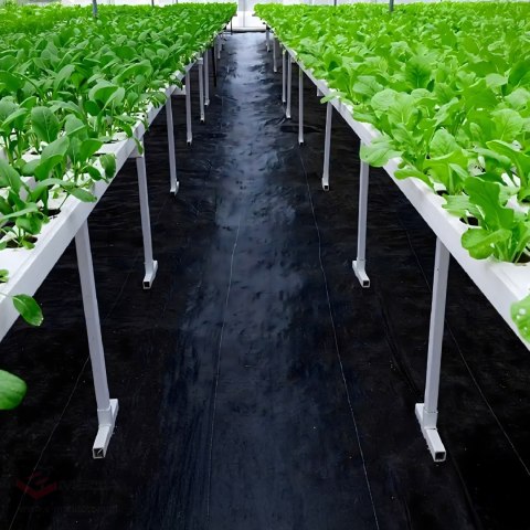 Agrowłóknina 70g 1,6m x 50m Czarna UV Agrotkanina Mata Antychwastowa