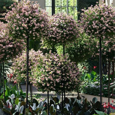 Pergola Ogrodowa Tarasowa Metalowa Podpora do Pnączy Róż Kwiatów 50x10cm Czarna